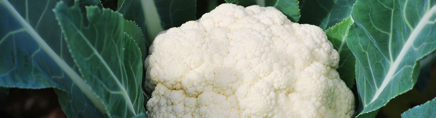 cauliflower
