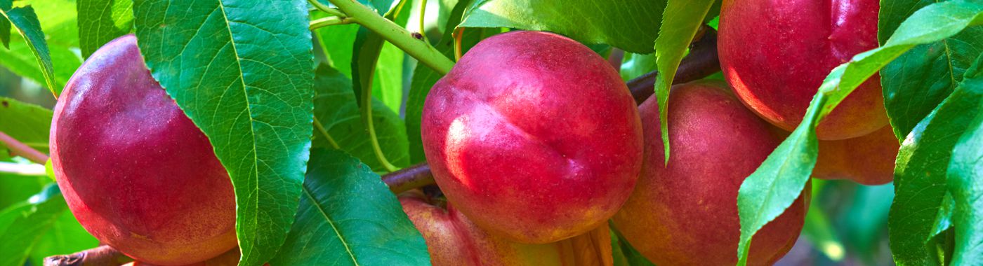 nectarine